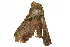  ( - BIOUG36916-F11)  @11 [ ] CreativeCommons - Attribution (2018) CBG Photography Group Centre for Biodiversity Genomics