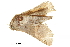  ( - BIOUG36916-G04)  @11 [ ] CreativeCommons - Attribution (2018) CBG Photography Group Centre for Biodiversity Genomics