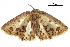  (Chrysocraspeda sanguinipuncta - BIOUG36916-G07)  @13 [ ] CreativeCommons - Attribution (2018) CBG Photography Group Centre for Biodiversity Genomics