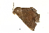  ( - BIOUG36916-G10)  @11 [ ] CreativeCommons - Attribution (2018) CBG Photography Group Centre for Biodiversity Genomics