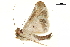  (Risoba walshae - BIOUG36917-A01)  @14 [ ] CreativeCommons - Attribution (2018) CBG Photography Group Centre for Biodiversity Genomics