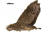  ( - BIOUG36917-A02)  @11 [ ] CreativeCommons - Attribution (2018) CBG Photography Group Centre for Biodiversity Genomics