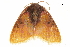  ( - BIOUG36917-A03)  @11 [ ] CreativeCommons - Attribution (2018) CBG Photography Group Centre for Biodiversity Genomics