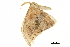  ( - BIOUG36917-B01)  @11 [ ] CreativeCommons - Attribution (2018) CBG Photography Group Centre for Biodiversity Genomics