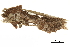  ( - BIOUG36917-B03)  @11 [ ] CreativeCommons - Attribution (2018) CBG Photography Group Centre for Biodiversity Genomics