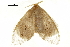  (Nygmia chirunda - BIOUG36917-B08)  @14 [ ] CreativeCommons - Attribution (2018) CBG Photography Group Centre for Biodiversity Genomics