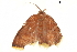  ( - BIOUG36917-C03)  @11 [ ] CreativeCommons - Attribution (2018) CBG Photography Group Centre for Biodiversity Genomics