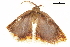  ( - BIOUG36917-C05)  @11 [ ] CreativeCommons - Attribution (2018) CBG Photography Group Centre for Biodiversity Genomics