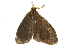  (Pantana sp. 5HB - BIOUG36917-C07)  @11 [ ] CreativeCommons - Attribution (2018) CBG Photography Group Centre for Biodiversity Genomics