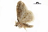 (Medama - BIOUG36917-C08)  @11 [ ] CreativeCommons - Attribution (2018) CBG Photography Group Centre for Biodiversity Genomics