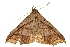  ( - BIOUG36917-C09)  @11 [ ] CreativeCommons - Attribution (2018) CBG Photography Group Centre for Biodiversity Genomics