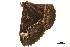  ( - BIOUG36917-C10)  @11 [ ] CreativeCommons - Attribution (2018) CBG Photography Group Centre for Biodiversity Genomics