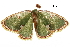  ( - BIOUG36917-E11)  @11 [ ] CreativeCommons - Attribution (2018) CBG Photography Group Centre for Biodiversity Genomics