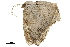  ( - BIOUG36917-E12)  @11 [ ] CreativeCommons - Attribution (2018) CBG Photography Group Centre for Biodiversity Genomics