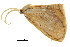 (Drapetodes mitaria - BIOUG36917-F03)  @11 [ ] CreativeCommons - Attribution (2018) CBG Photography Group Centre for Biodiversity Genomics