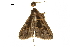  ( - BIOUG36917-F06)  @11 [ ] CreativeCommons - Attribution (2018) CBG Photography Group Centre for Biodiversity Genomics