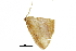  ( - BIOUG36917-F10)  @11 [ ] CreativeCommons - Attribution (2018) CBG Photography Group Centre for Biodiversity Genomics