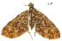  ( - BIOUG36917-G08)  @11 [ ] CreativeCommons - Attribution (2018) CBG Photography Group Centre for Biodiversity Genomics