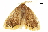  ( - BIOUG36917-H08)  @11 [ ] CreativeCommons - Attribution (2018) CBG Photography Group Centre for Biodiversity Genomics