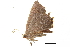  ( - BIOUG36919-A05)  @11 [ ] CreativeCommons - Attribution (2018) CBG Photography Group Centre for Biodiversity Genomics