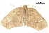  (Gogana - BIOUG36919-B10)  @14 [ ] CreativeCommons - Attribution (2018) CBG Photography Group Centre for Biodiversity Genomics