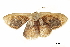  ( - BIOUG36919-C02)  @13 [ ] CreativeCommons - Attribution (2018) CBG Photography Group Centre for Biodiversity Genomics