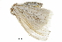  ( - BIOUG36919-C09)  @11 [ ] CreativeCommons - Attribution (2018) CBG Photography Group Centre for Biodiversity Genomics