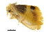  (Toxoproctis signiplaga - BIOUG36919-D01)  @11 [ ] CreativeCommons - Attribution (2018) CBG Photography Group Centre for Biodiversity Genomics