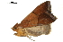  ( - BIOUG36919-D06)  @11 [ ] CreativeCommons - Attribution (2018) CBG Photography Group Centre for Biodiversity Genomics