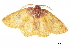  (Chrysocraspeda porphyrochlamys - BIOUG36919-D08)  @11 [ ] CreativeCommons - Attribution (2018) CBG Photography Group Centre for Biodiversity Genomics