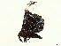  ( - BIOUG36920-B10)  @11 [ ] CreativeCommons - Attribution (2022) CBG Photography Group Centre for Biodiversity Genomics