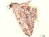  ( - BIOUG36920-D09)  @11 [ ] CreativeCommons - Attribution (2022) CBG Photography Group Centre for Biodiversity Genomics