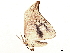  ( - BIOUG36920-D12)  @11 [ ] CreativeCommons - Attribution (2022) CBG Photography Group Centre for Biodiversity Genomics
