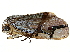  ( - BIOUG36920-F01)  @11 [ ] CreativeCommons - Attribution (2022) CBG Photography Group Centre for Biodiversity Genomics