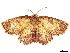 ( - BIOUG36920-H01)  @11 [ ] CreativeCommons - Attribution (2022) CBG Photography Group Centre for Biodiversity Genomics