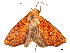  ( - BIOUG39661-A01)  @11 [ ] CreativeCommons - Attribution (2019) CBG Photography Group Centre for Biodiversity Genomics