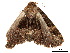  ( - BIOUG39661-A02)  @11 [ ] CreativeCommons - Attribution (2019) CBG Photography Group Centre for Biodiversity Genomics