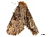  ( - BIOUG39661-A03)  @11 [ ] CreativeCommons - Attribution (2019) CBG Photography Group Centre for Biodiversity Genomics