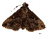 ( - BIOUG39661-B08)  @11 [ ] CreativeCommons - Attribution (2019) CBG Photography Group Centre for Biodiversity Genomics