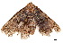  (Bertula rufosa - BIOUG39661-C02)  @11 [ ] CreativeCommons - Attribution (2019) CBG Photography Group Centre for Biodiversity Genomics