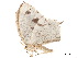 ( - BIOUG39661-C07)  @11 [ ] CreativeCommons - Attribution (2019) CBG Photography Group Centre for Biodiversity Genomics
