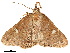  ( - BIOUG39661-D01)  @11 [ ] CreativeCommons - Attribution (2019) CBG Photography Group Centre for Biodiversity Genomics
