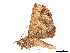  ( - BIOUG39661-D02)  @11 [ ] CreativeCommons - Attribution (2019) CBG Photography Group Centre for Biodiversity Genomics