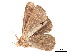  ( - BIOUG39661-D09)  @11 [ ] CreativeCommons - Attribution (2019) CBG Photography Group Centre for Biodiversity Genomics