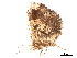  ( - BIOUG39661-D11)  @11 [ ] CreativeCommons - Attribution (2019) CBG Photography Group Centre for Biodiversity Genomics
