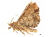  ( - BIOUG39661-D12)  @11 [ ] CreativeCommons - Attribution (2019) CBG Photography Group Centre for Biodiversity Genomics