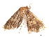  ( - BIOUG39661-E01)  @11 [ ] CreativeCommons - Attribution (2019) CBG Photography Group Centre for Biodiversity Genomics