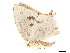  ( - BIOUG39661-E12)  @11 [ ] CreativeCommons - Attribution (2019) CBG Photography Group Centre for Biodiversity Genomics