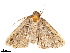 ( - BIOUG39661-F01)  @11 [ ] CreativeCommons - Attribution (2019) CBG Photography Group Centre for Biodiversity Genomics