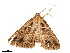  ( - BIOUG39661-F02)  @11 [ ] CreativeCommons - Attribution (2019) CBG Photography Group Centre for Biodiversity Genomics